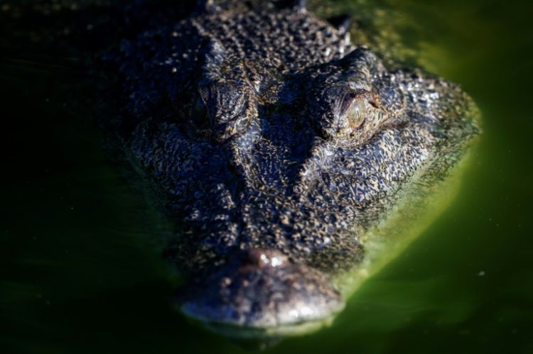 A crocodile swims in a lagoon at Crocodylus Park located on the outskirts of the Northern Territory city of Darwin. ©AFP