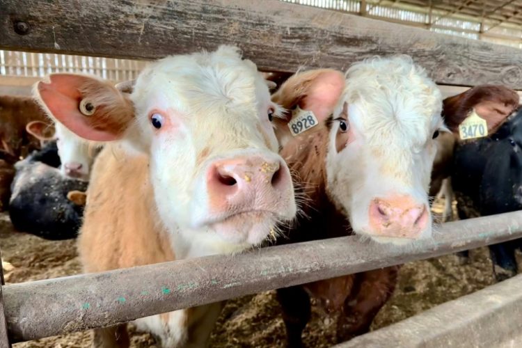 Beef cattle are pictured on a beef farm in Saint-Anicet, Quebec, Canada on March 22, 2024. ©AFP