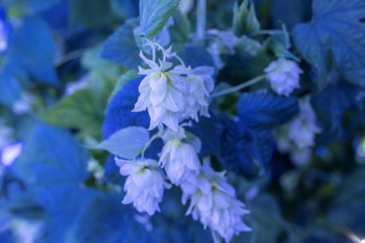 Hops are the delicate papery flowers, or cones, of the hop plant which contain resins and essential oils . ©AFP