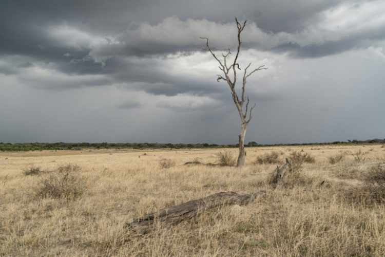 Major growing areas in Malawi, Mozambique, Namibia, Zambia and Zimbabwe received only 80 percent of average rainfall during the mid-November-to-February summer period. ©AFP