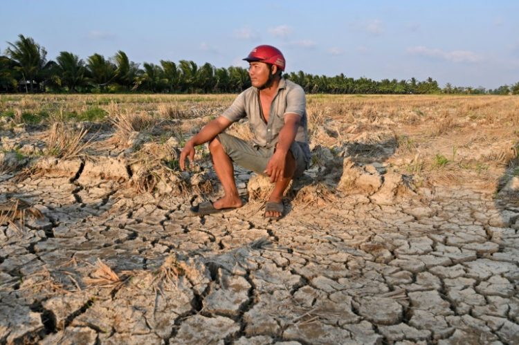 A farmer sits in a drought-stricken rice field in Vietnam's southern Ben Tre province, which is plagued by intruding salt water. ©AFP