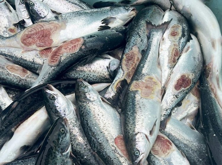 Salmon like these are dying prematurely at fish farms in Norway. ©AFP