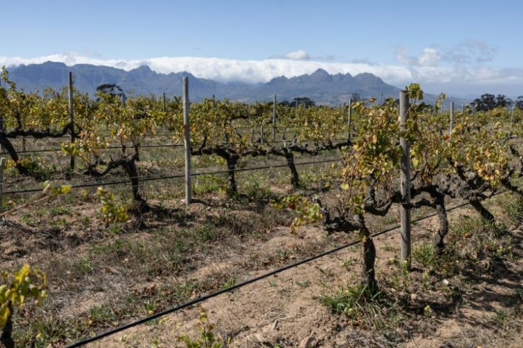 The Reyneke vineyard near Stellenbosch is adapting to face the challenges of climate change. ©AFP