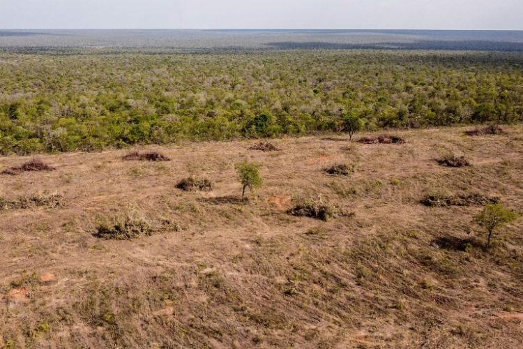 Aerial image showing the destruction of native vegetation in the Cerrado savanna in Sao Desiderio, Brazil. ©AFP