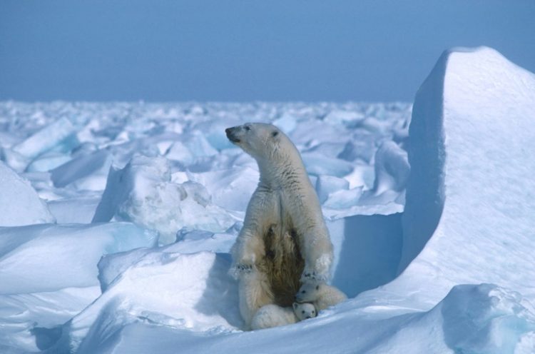 The National Petroleum Reserve in Alaska (NPR-A) is an ecologically important region for grizzly and polar bears, caribou (reindeer) and hundreds of thousands of migratory birds. ©AFP