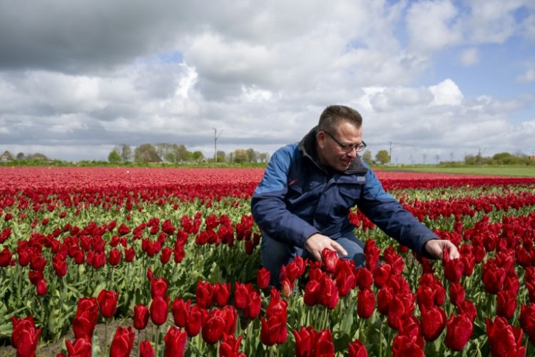 Arjan Smit is a third generation tulip farmer . ©AFP