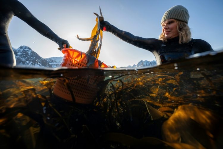 Lofoten Seaweed co-founder Angelita Eriksen picks kelp from the icy Norwegian waters. ©AFP