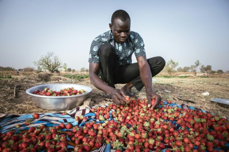 Burkina strawberries are considered 'red gold' in the Sahel. ©AFP