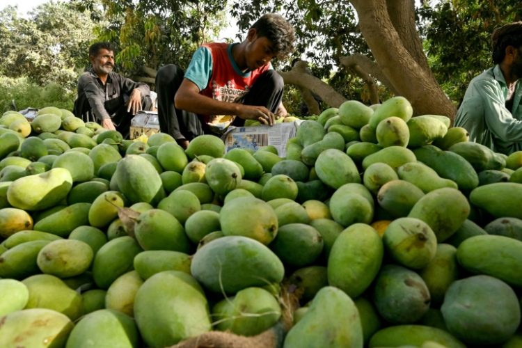 Pakistan is the world's fourth-largest mango producer but recent weather changes have upended the industry. ©AFP