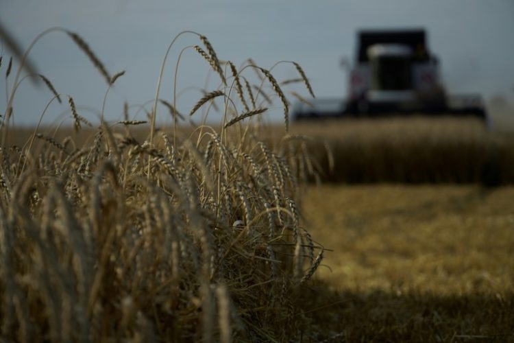 Under World Trade Organization rules, virtually all Russian grain has until now been exempt from EU import duties. ©AFP