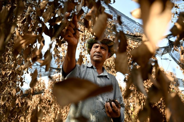 "It is so hot this year, no rains, and we have no water to water the pepper plants," says farmer Chhim Laem. ©AFP