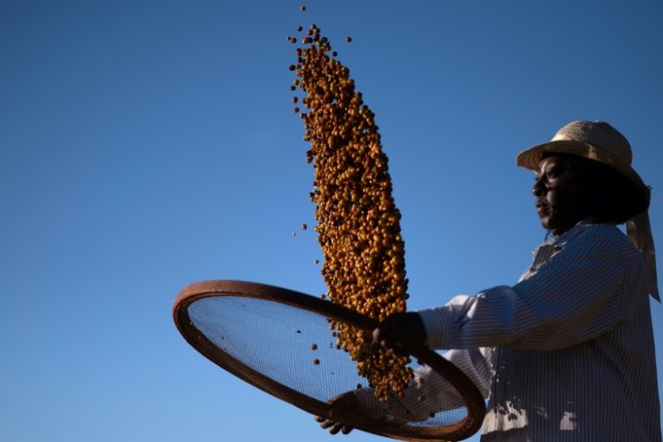 Many in Brazil still associate coffee production with slavery. ©AFP