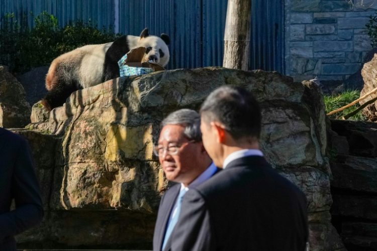 Premier Li Qiang (C) said China will offer Australia two new pandas to replace Wang Wang (pictured) and Fu Ni who will return home this year. ©AFP