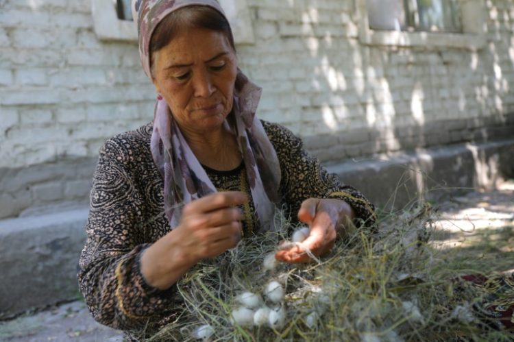 Hard work: Zubayda Pardayeva picks silkworm cocoons from mulberry branches. ©AFP