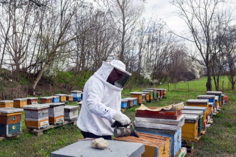 Petroski has for 13 years spent his free time caring for 120 beehives. ©AFP