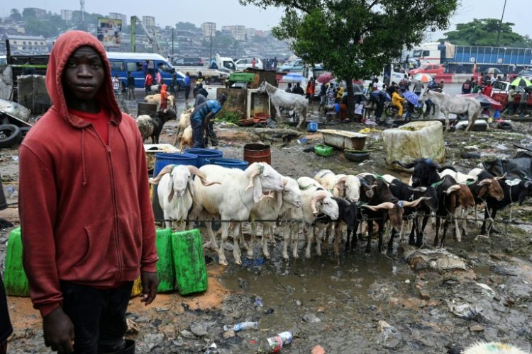 More than 90 percent of livestock consumed during Ivory Coast's Eid comes from Sahel countries. ©AFP