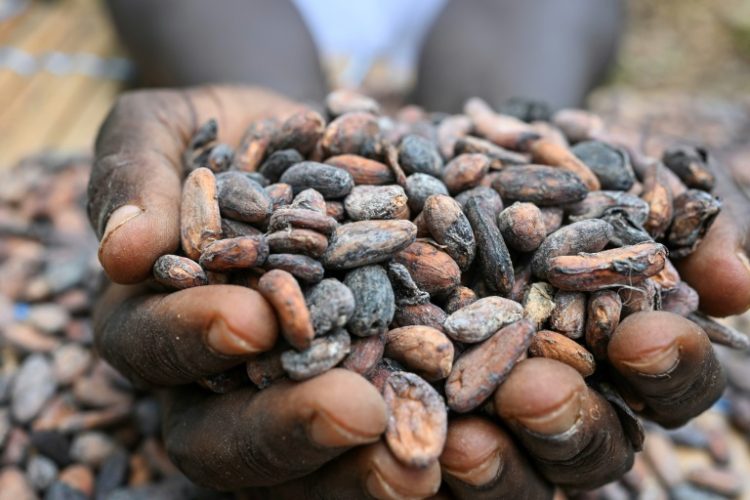 In March, cocoa prices rocketed to more than $10,000 a tonne in New York after a poor harvest in West Africa. ©AFP