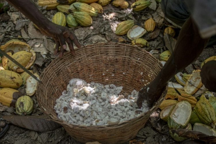 Higher production costs and the Ghanaian currency's fall have hurt cocoa farmers. ©AFP