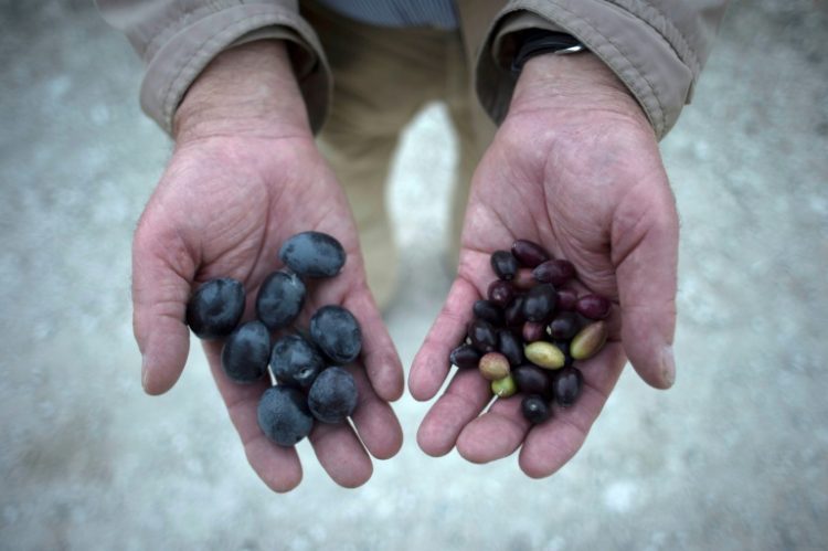 A farmer shows olives bearing the effects of drought (R) near Jaen in southern Spain. ©AFP