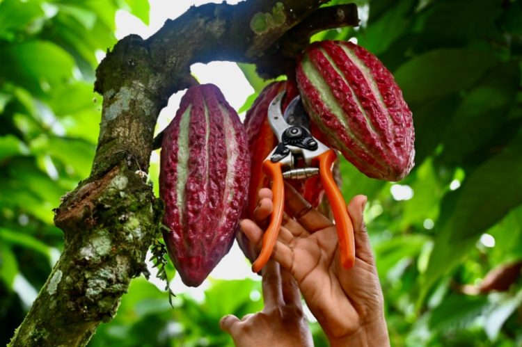 Cocoa prices skyrocketed in March after a poor harvest in West Africa, and remain at record-highs since partially sliding back. ©AFP