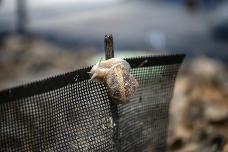 Burgundy snails, typically foraged from woodlands in central and eastern Europe, are being bred in Japan by an entrepreneur who believes he's the only person to have successfully farmed them. ©AFP