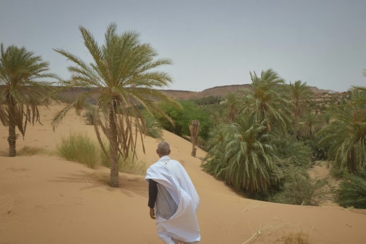 In Azougui, the ever-encroaching sand  is gradually swallowing up the trees. ©AFP