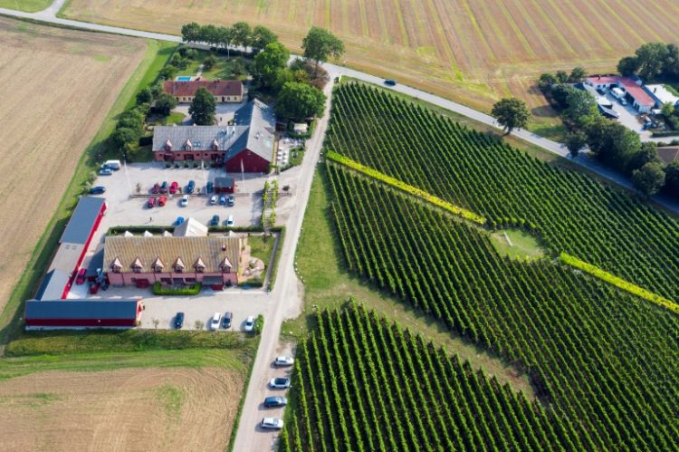 Sweden's vineyards are aiming to make their mark in the wine world. ©AFP