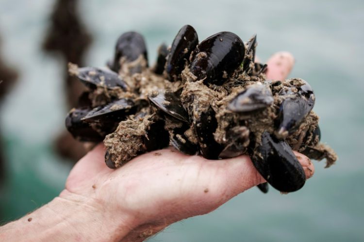 Supermarket group Colruyt has a mussel farm off the Belgian coast to harvest local mussels. ©AFP