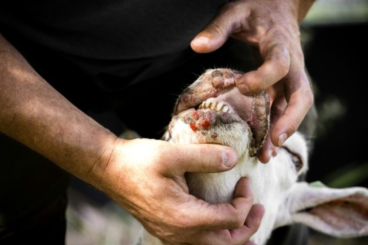 A sheep with bluetongue virus being inspected in The Netherlands in July 2022. ©AFP