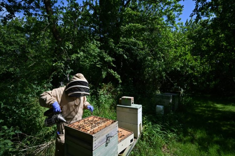 Beekeeper Lynne Ingram tends to a hive in Somerset. ©AFP