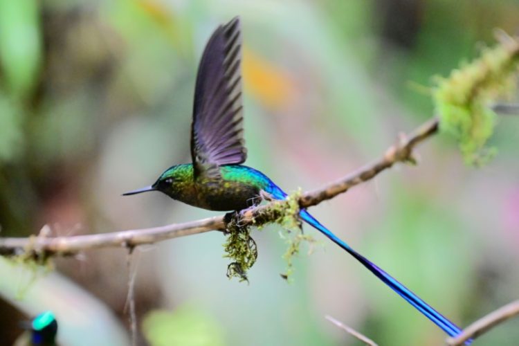 A violet-tailed sylph (Aglaiocercus coelestis) hummingbird is pictured in a private reserve in Mindo, Ecuador on August 16, 2024. ©AFP