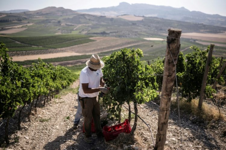 At Contessa Entellina, the company's main estate in the province of Agrigento, there has been almost no rain since May.. ©AFP