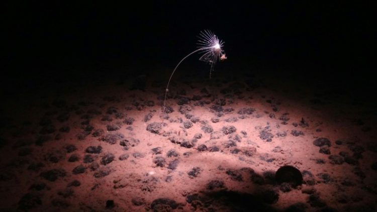 A handout image made available by the National Oceanography Centre shows a carnivorous sponge, Axoniderma mexicana, photographed during a recent expedition to the NE Pacific abyss and found in the Clarion-Clipperton Zone (CCZ). ©AFP