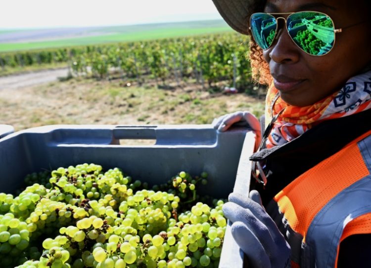 Since the start of the harvest in Champagne in early September, members of France's CGT trade union have been travelling across local communities to distribute flyers to grape-pickers informing them of their rights. ©AFP