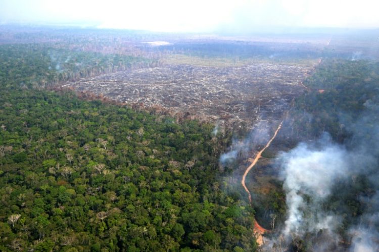 Products grown on recently deforested land will soon be banned from the European Union. ©AFP