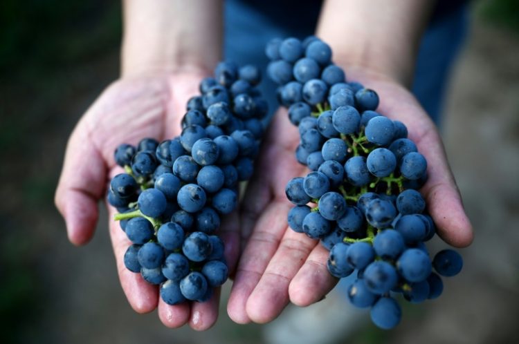 Chinese women are being internationally recognised for their world-class wines. ©AFP