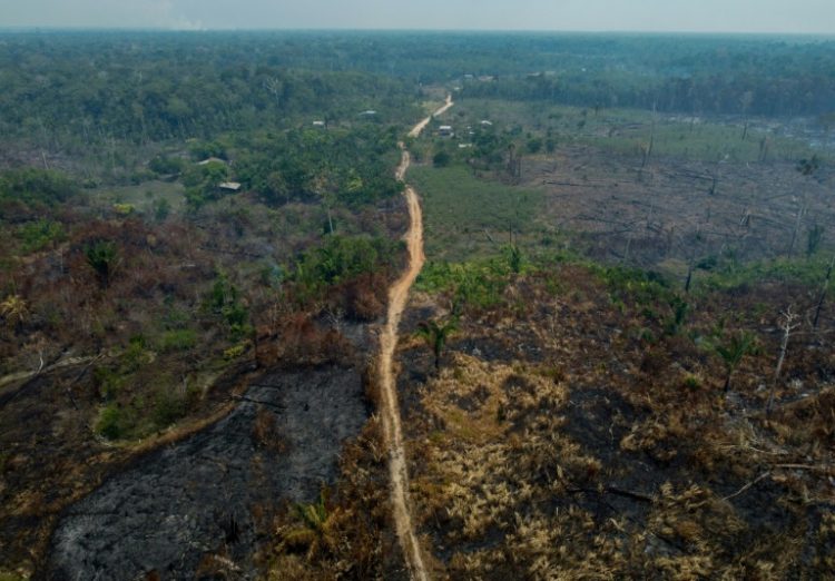 Illegal deforestation has been rampant in the Amazon. ©AFP