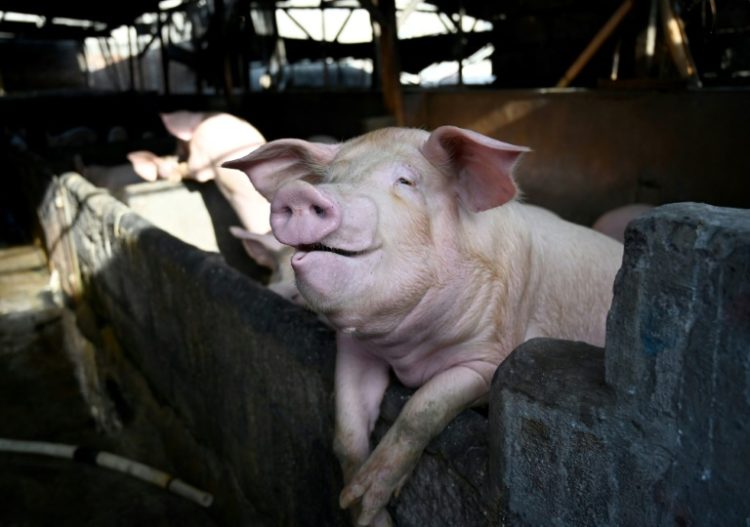 In 2024 alone, between 50,000 and 60,000 pigs were slaughtered across Italy in efforts to contain swine fever. ©AFP