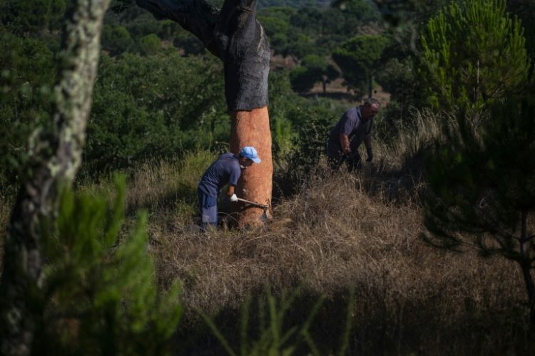 Cork is obtained by stripping the bark of cork oak trees every nine years in a careful process that allows the tree to regenerate and grow. ©AFP