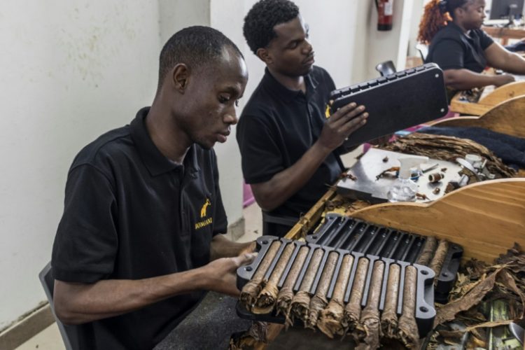 A large wrapper leaf made in Cameroon and recognisable by its delicate finish is torn in half before being rolled around the cigar, its last layer. ©AFP