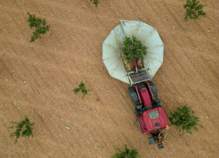 With Spain getting hotter, the amount of land devoted to drought-resistant pistachio trees has jumped nearly five-fold since 2017 to 79,000 hectares (195,000 acres). ©AFP