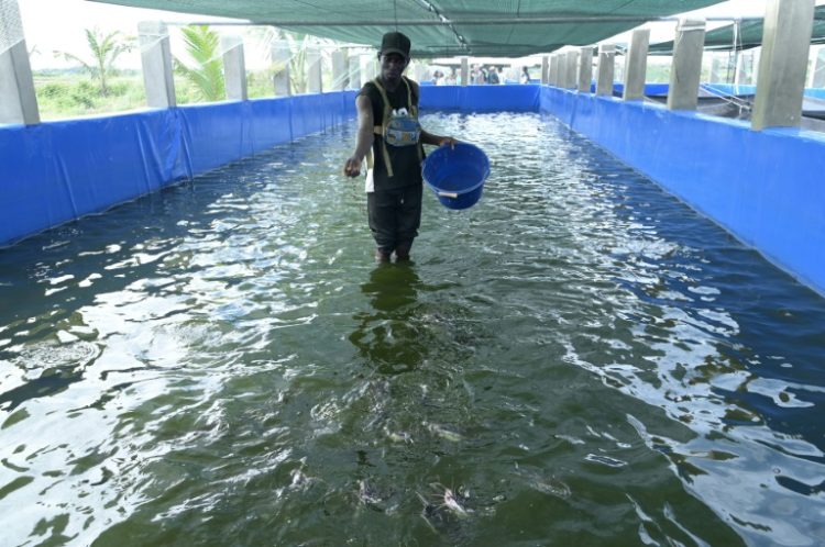 Aquaculture has struggled to take off as a major alternative to traditional fishing. ©AFP