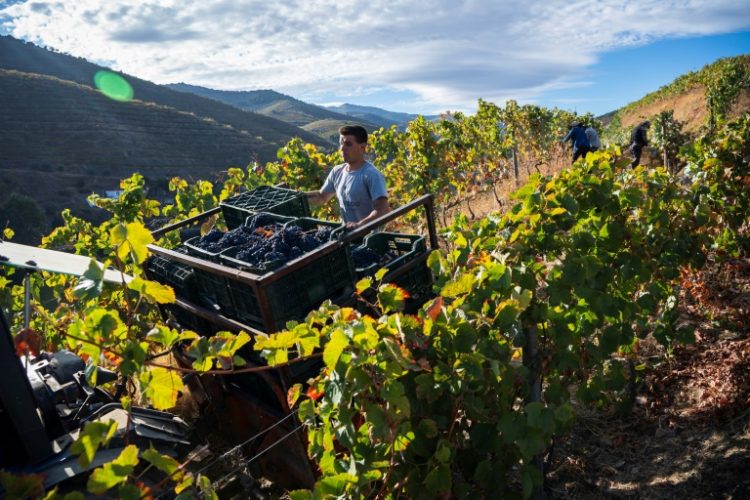 Roughly 20,000 winegrowers operate along the banks of the River Douro. ©AFP