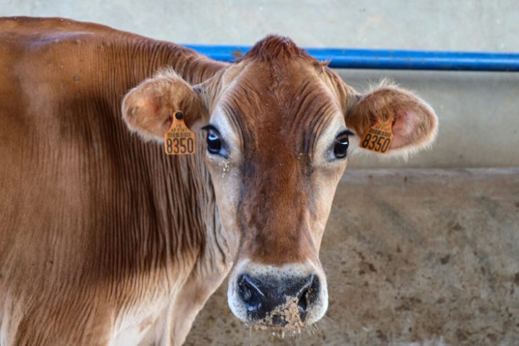 An outbreak of foot-and-mouth disease has devastated cattle in Libya. ©AFP