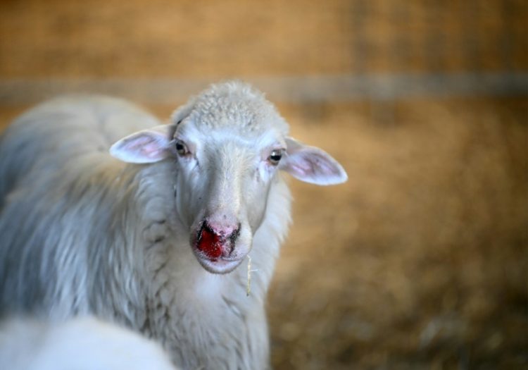 Bluetongue can cause nosebleeds, swollen heads, fever and turn an infected animal's tongue blue. ©AFP