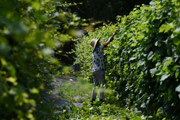 Scientists are using genetics and artificial intelligence to address imperfect weather conditions and climate challenges affecting the wine sector. ©AFP