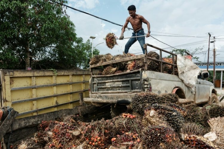 Palm oil production has long been a driver of deforestation. ©AFP