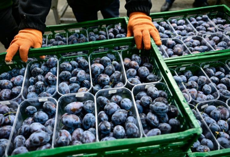 In 2023, Moldova -- whose fruit industry used to depend on Russia -- became the number one plum exporter to the European Union. ©AFP