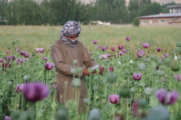 An Afghan farmer harvests opium sap from a poppy field in Badakhshan province in May, 2024. ©AFP