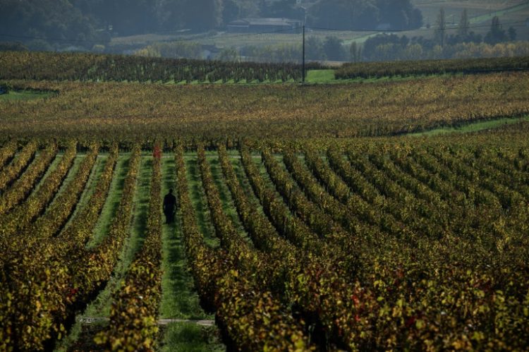 France expects the worst wine harvest in years. ©AFP